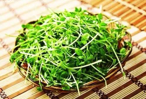 最新豆苗资讯深度解析，行业多维度发展及个人观点分享