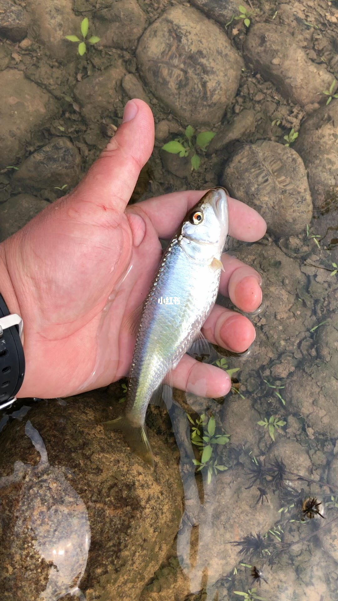 马口最新动态更新